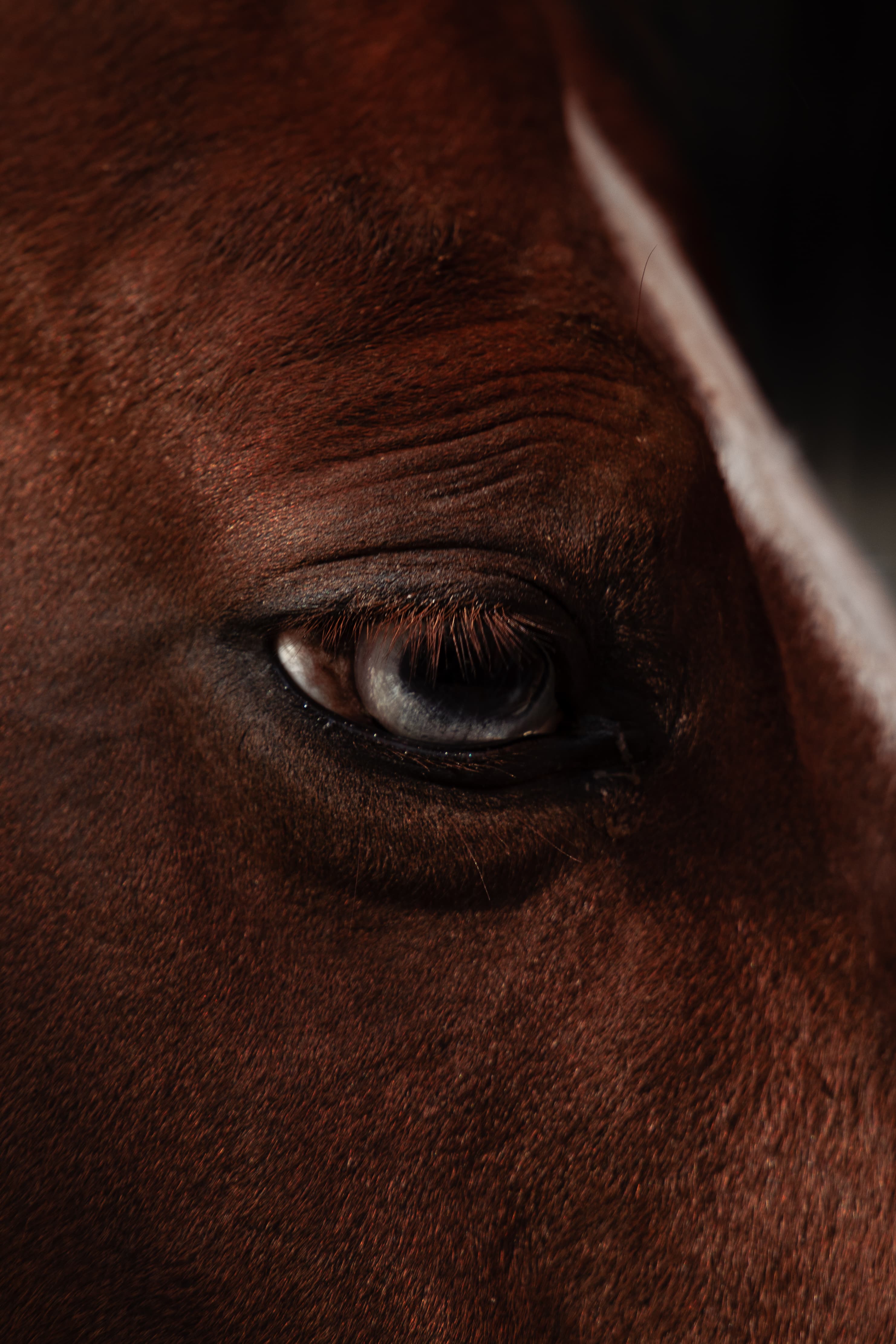 Caballo en atención veterinaria